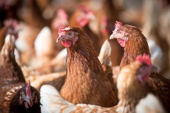 60 milionów złotych dla polskich rolników. KE wypłaci odszkodowania za grypę ptaków