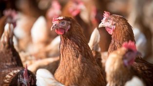60 milionów złotych dla polskich rolników. KE wypłaci odszkodowania za grypę ptaków
