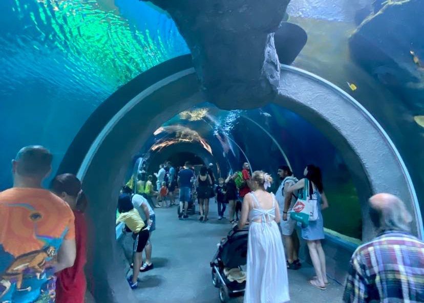 Podwodny tunel to ulubiona atrakcja turystów, którzy odwiedzają Orientarium 