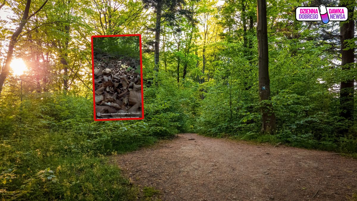 Niesie się nagranie z Nadleśnictwa Baligród.