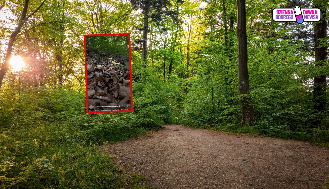 Już się zaczęło. Oto dowód. Leśnik pokazał nagranie