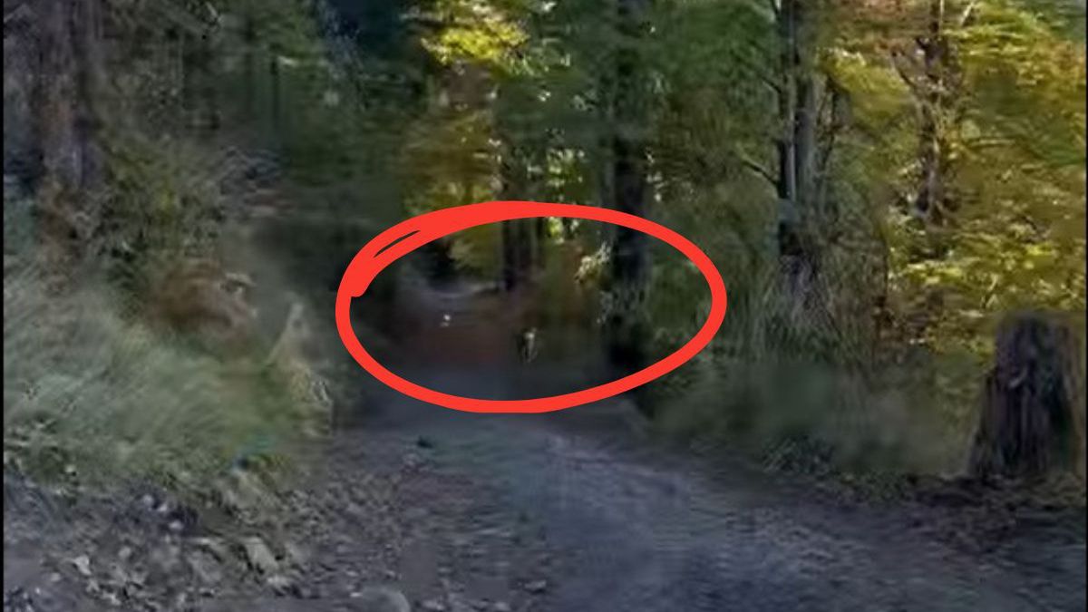 Wilk na leśnym szlaku w Wiśle