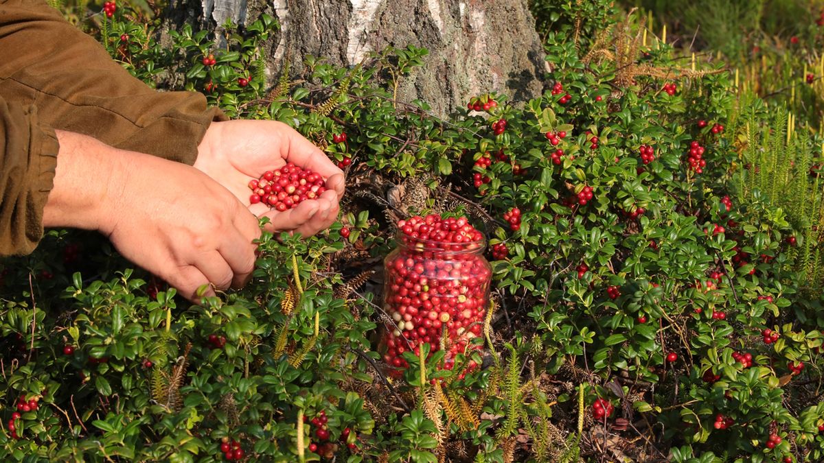 Owocem borówki brusznicy są czerwone, kwaśne jagody