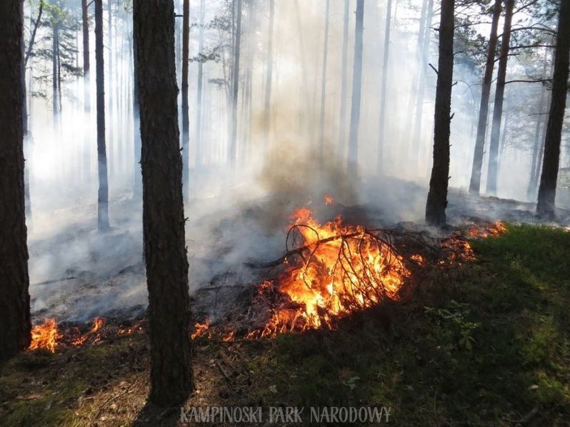 Pożar lasu w Kampinoskim Parku Narodowym to jednak podpalenie?