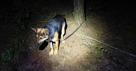 Wstrząsający widok w środku lasu. "Był przerażony"