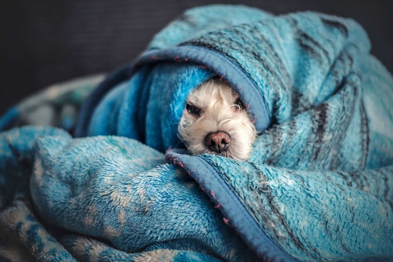 Psy mogą chować głowę pod koc z poczucia strachu