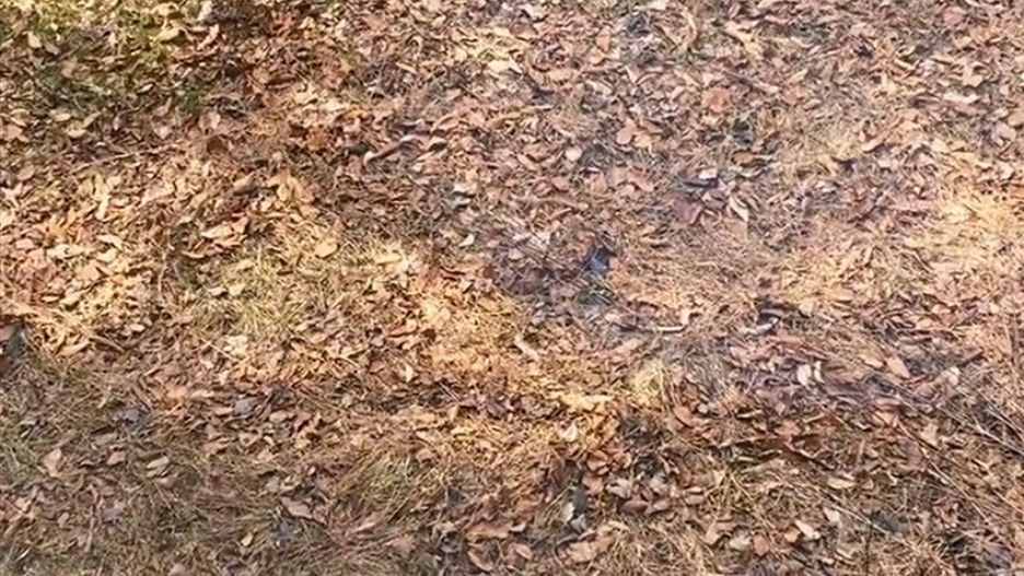 Ile ptaków widzisz?