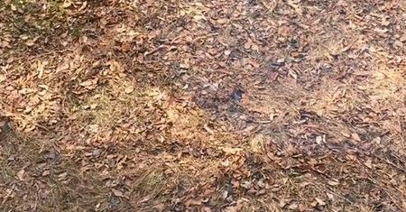 Widzisz w liściach ptaki? Zagadka robi furorę