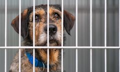 Zaniechanie to też znęcanie. Sąd w Oławie wydał przełomowy wyrok