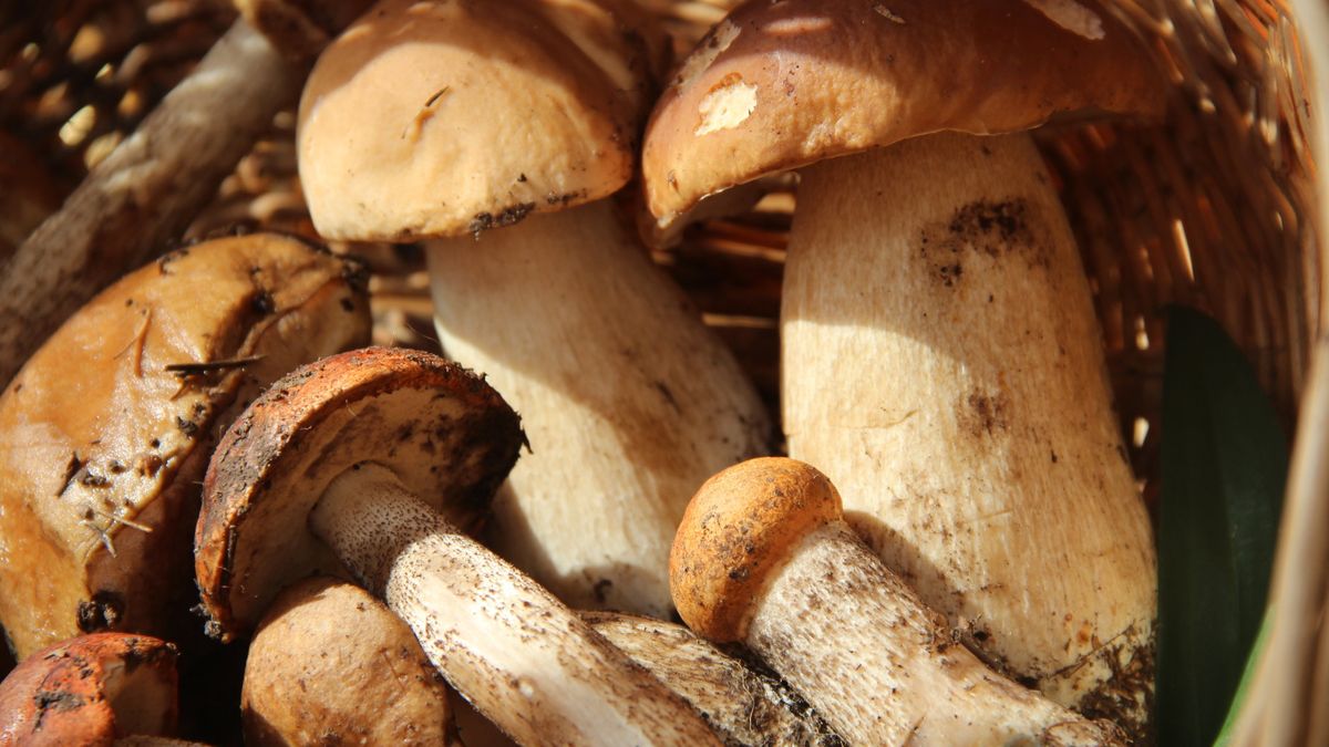 Grzyby można mieć we własnym ogródku. Pytanie: jak dużo?