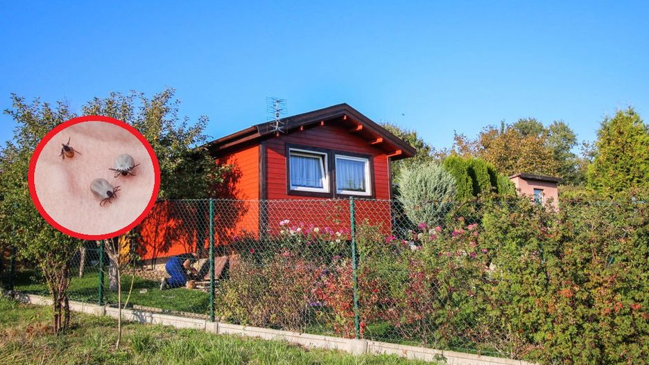 Te rośliny przyciągają kleszcze jak magnes