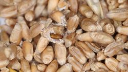 Włóż do szafki ten produkt, by mole trzymały się z daleka