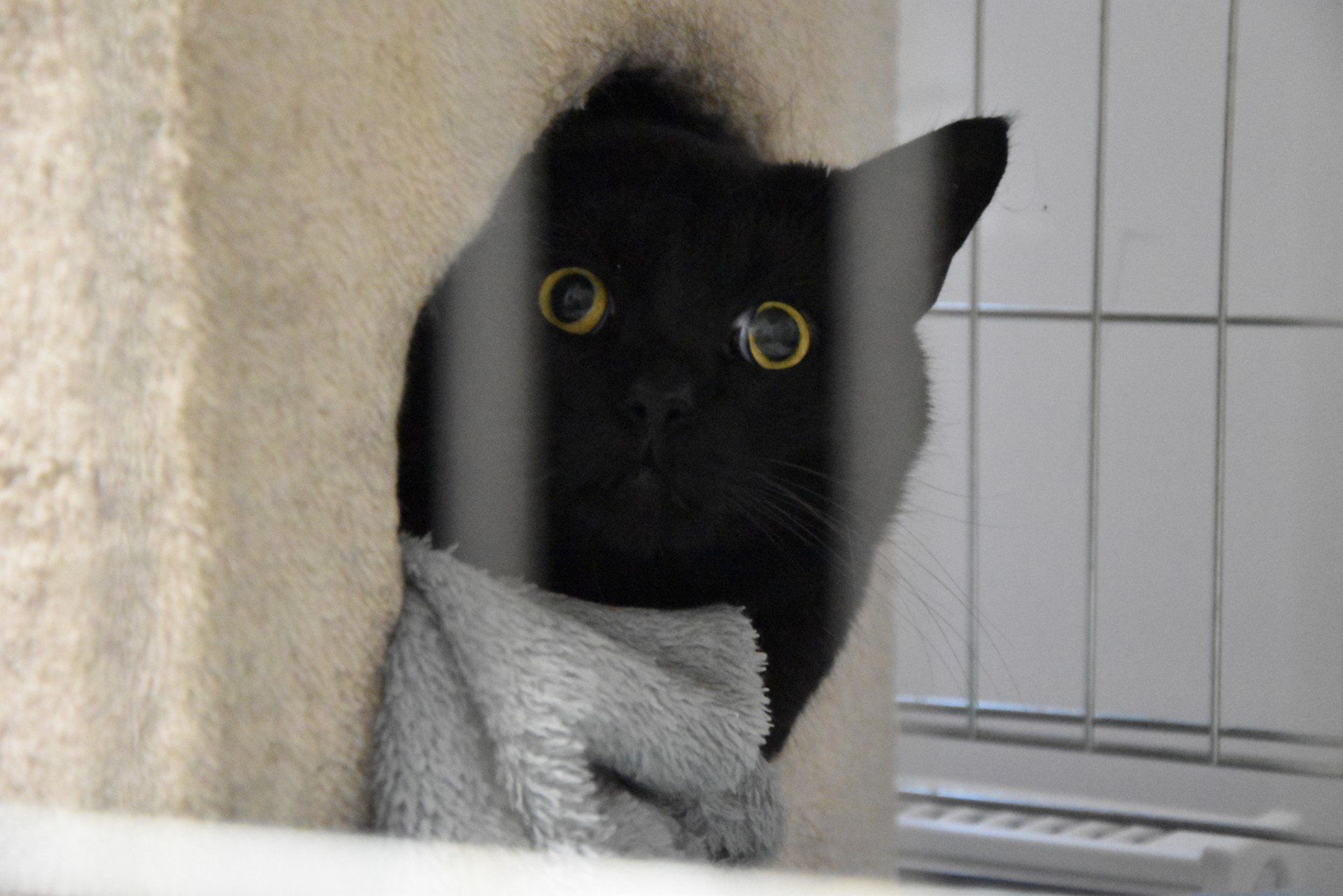 Zobacz zmiany w Schronisku dla Zwierząt w Zielonej Górze