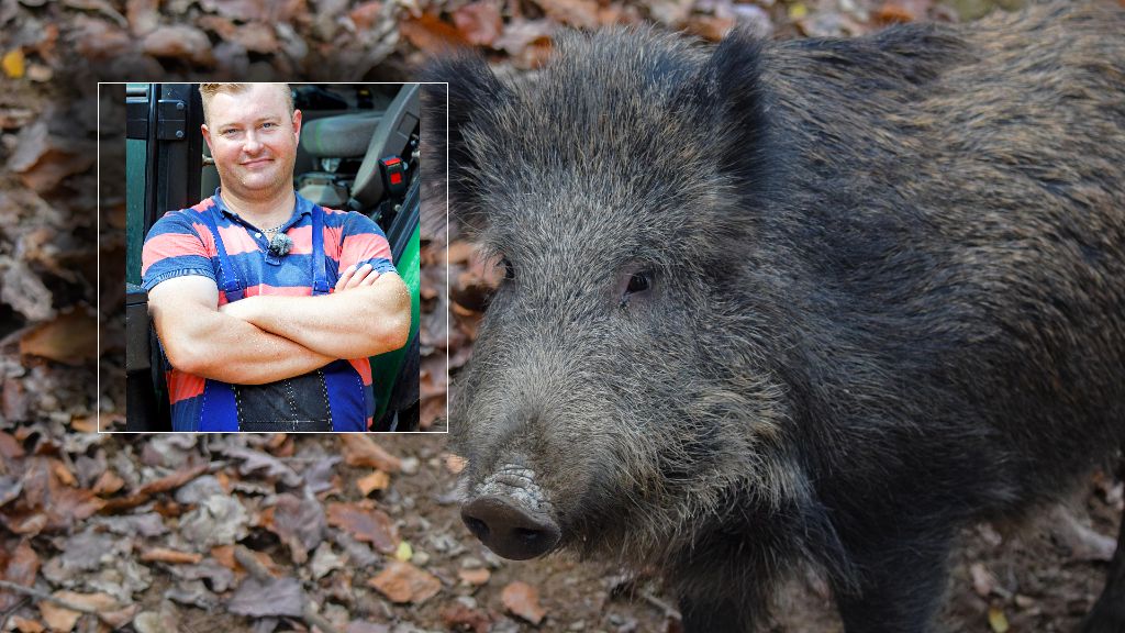 Łukasz Sędrowski z "Rolnika" za odstrzałem dzików