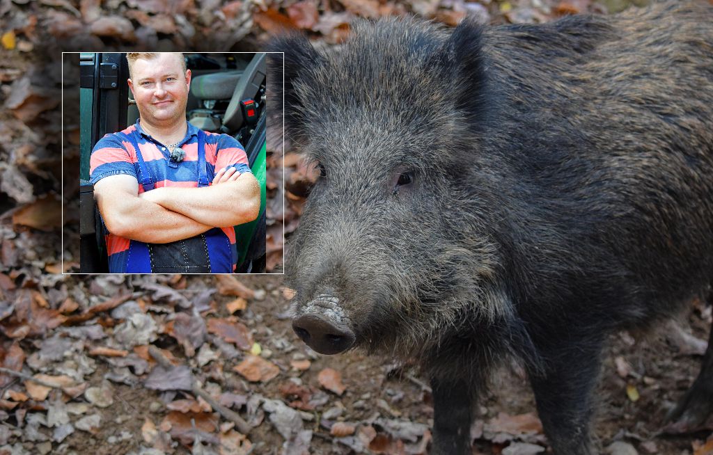 Łukasz z "Rolnika" chce eliminacji dzików. Mówi o śmiesznych odszkodowaniach
