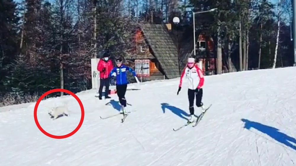 Zdjęcie okładkowe artykułu: Instagram / justyna.kowalczyk.tekieli / Na zdjęciu: trening polskich biegaczek narciarskich