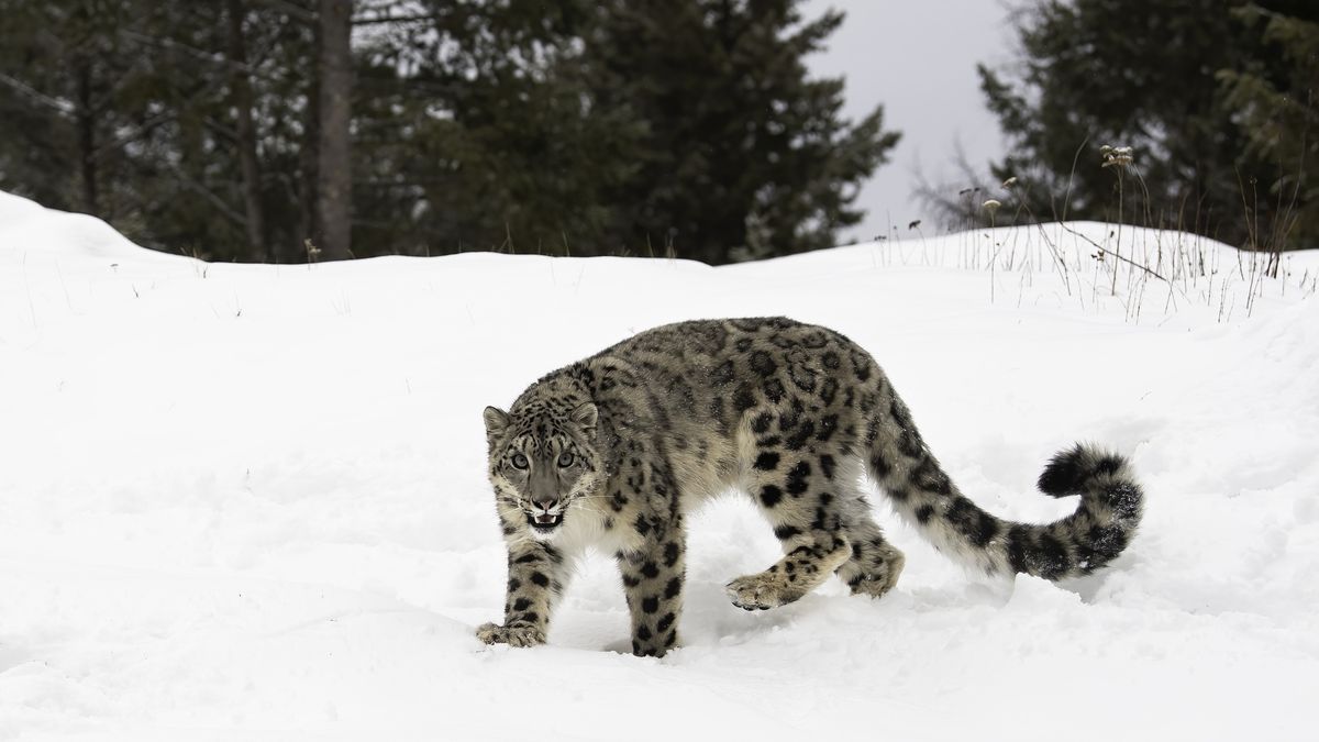 Turystka podeszła za blisko zikiego zwierzęcia 