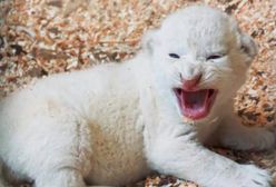 W zoo w Borysewie urodziły się białe lwiątka. To zagrożony gatunek, na świecie jest ich tylko około stu