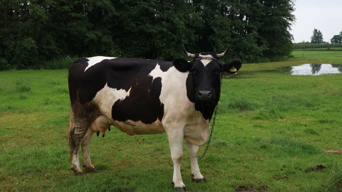 Co się dzieje z cenami bydła? 