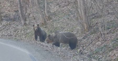 Niedźwiedzia rodzina przy drodze powiatowej. Przypadkowe spotkanie w Bieszczadach