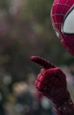 ''Niesamowity Spider-Man 2'': Sprawdź dziewięć nowych fotosów z planu