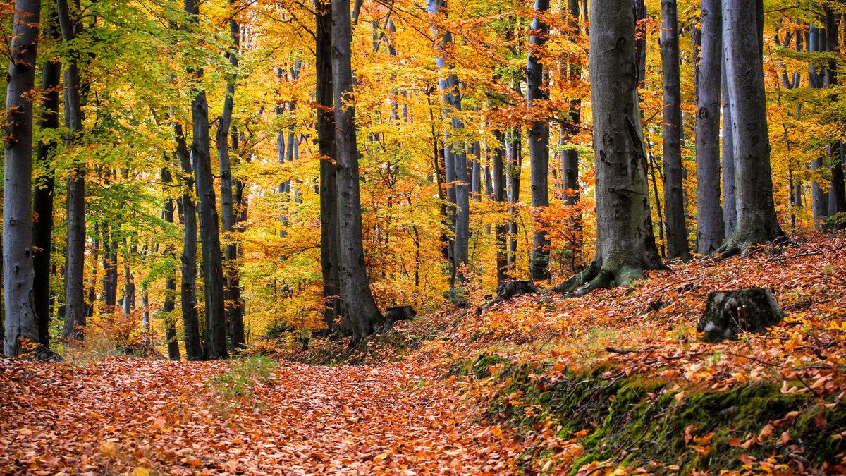Widzisz w lesie? Nie dotykaj