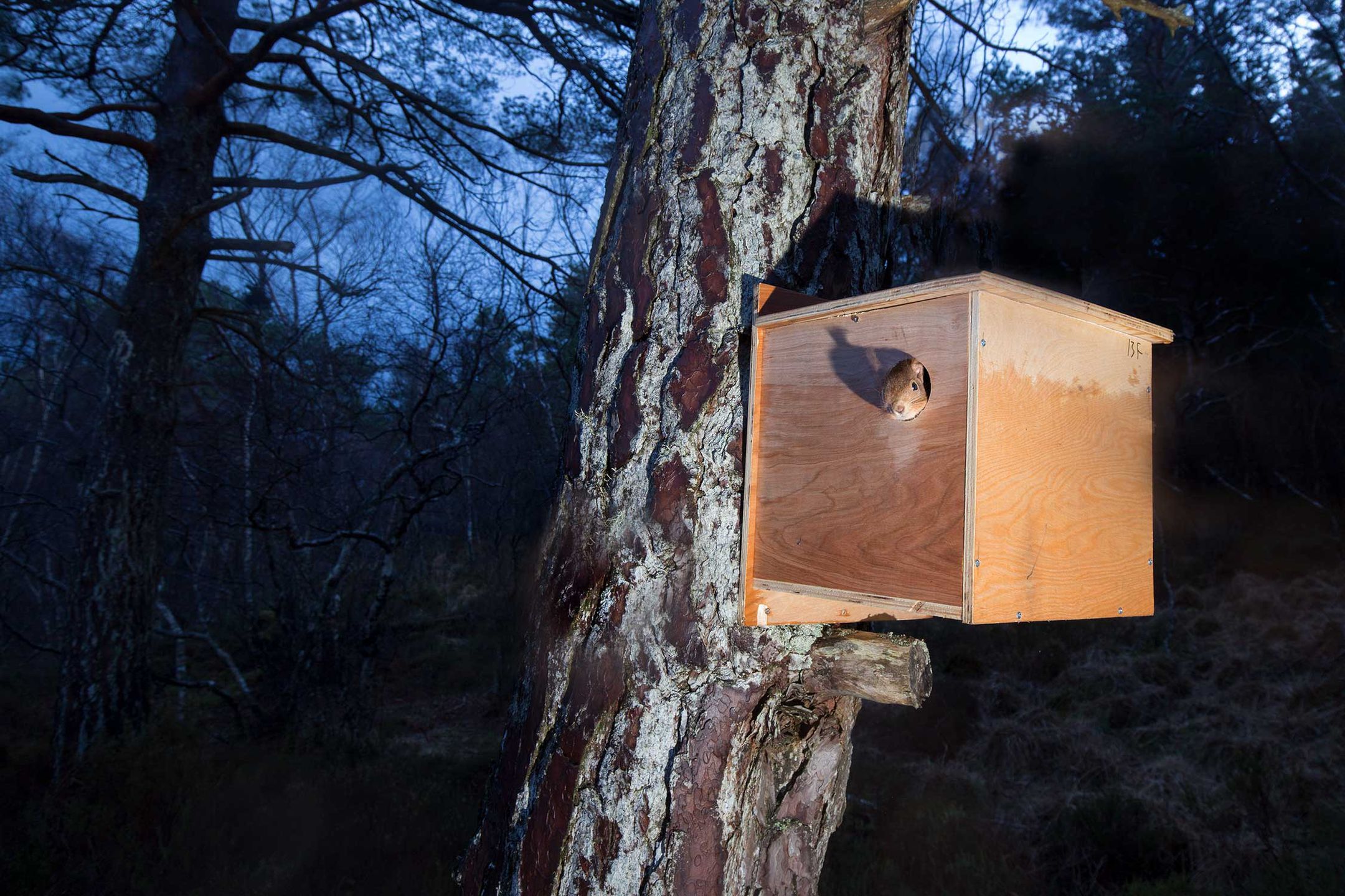 British Wildlife Photography Awards 2017 – najlepsze zdjęcia dzikiej przyrody z Wielkiej Brytanii. Zobaczcie ich historie 15