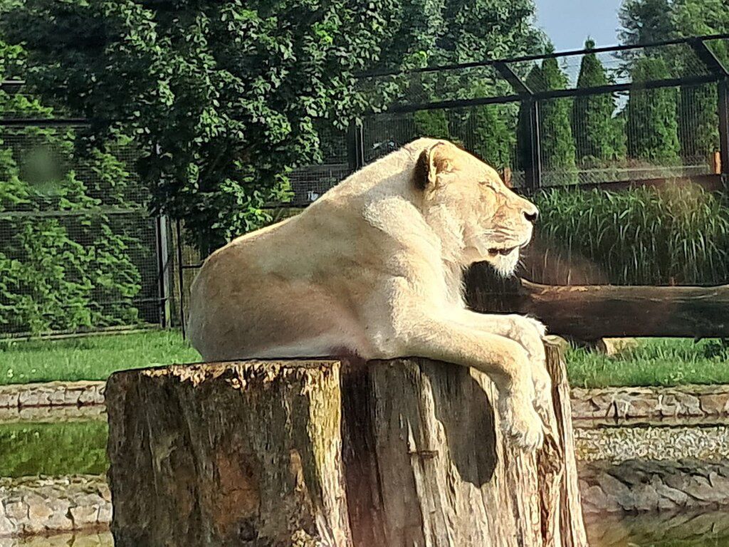 Zoo Borysew zostało partnerem Sieradzkiej Karty Mieszkańca. Dzięki temu jej posiadacze mogą odwiedzić ogród koło Poddębic taniej