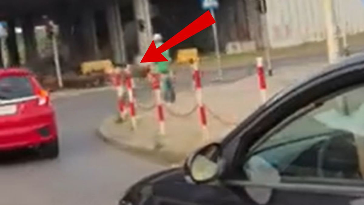 Dziki na przejściu dla pieszych w Markach.