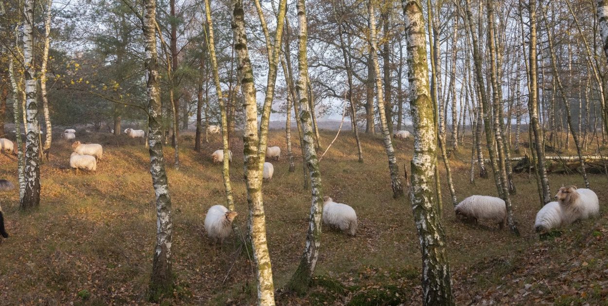 Włocławek: Owce błąkały się po lesie. Rano służby postawione na nogi