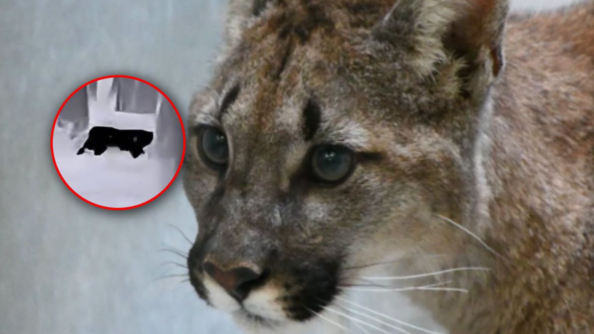 Puma spod Koszalina złapana.