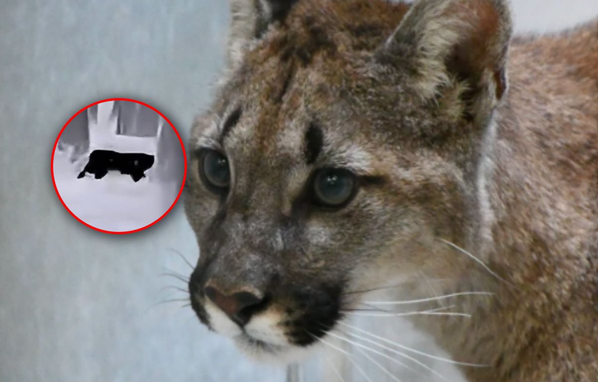 Puma grasuje na Dolnym Śląsku? Są kolejne zgłoszenia
