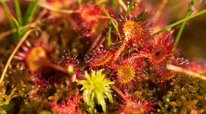 Przyrodnik na tropie