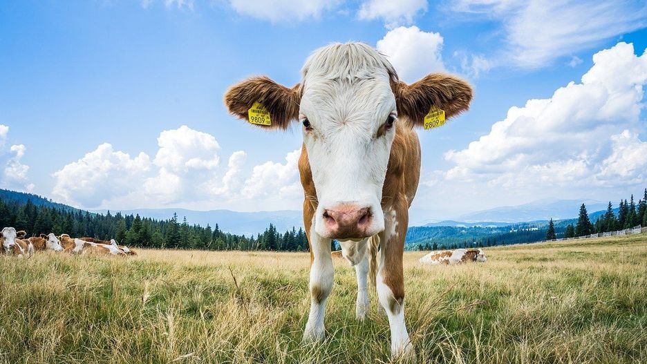 W październiku 2025 r. ceny skupu podstawowych produktów rolnych spadły o 1,6% w stosunku do poprzedniego miesiąca