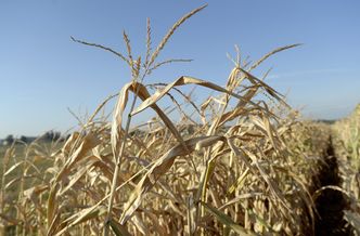 Rolnicy: pomoc rządowa związana z suszą tylko dla wybranych
