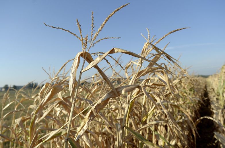 Pomoc dla rolników. 800 złotych na hektar? Tylko w teorii