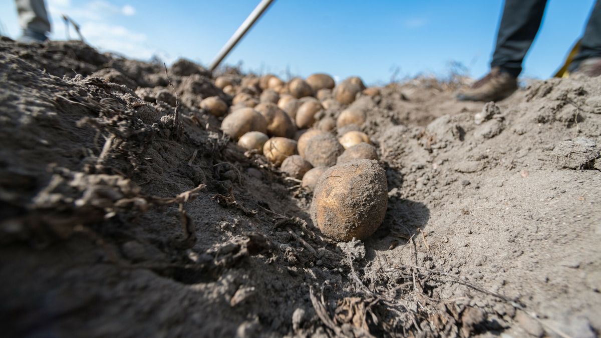 Przez plotkę rolnik stracił ziemniaki warte 60 tys. zł