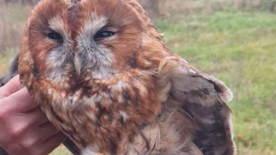 Zdjęcie Nadleśnictwo Pułtusk