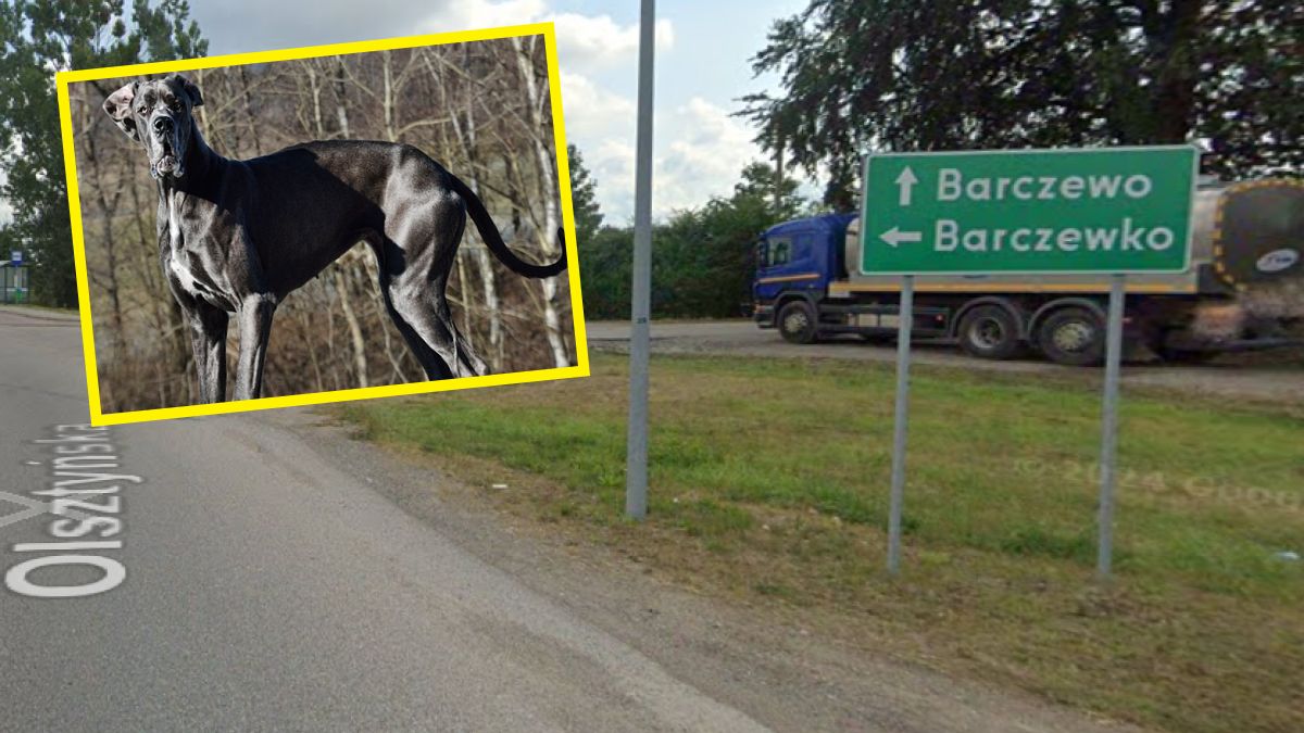 Psy zagryzły 7-letnie dziecko