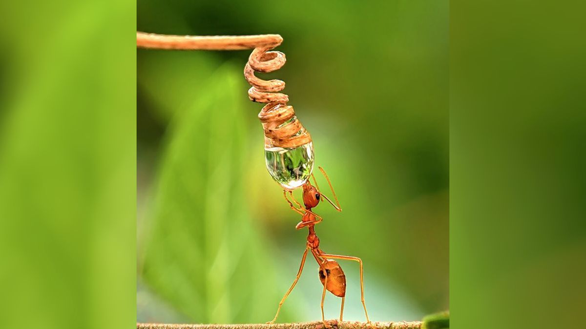 Wszystko, czego potrzebujesz do zdjęć makro to smartfon 1