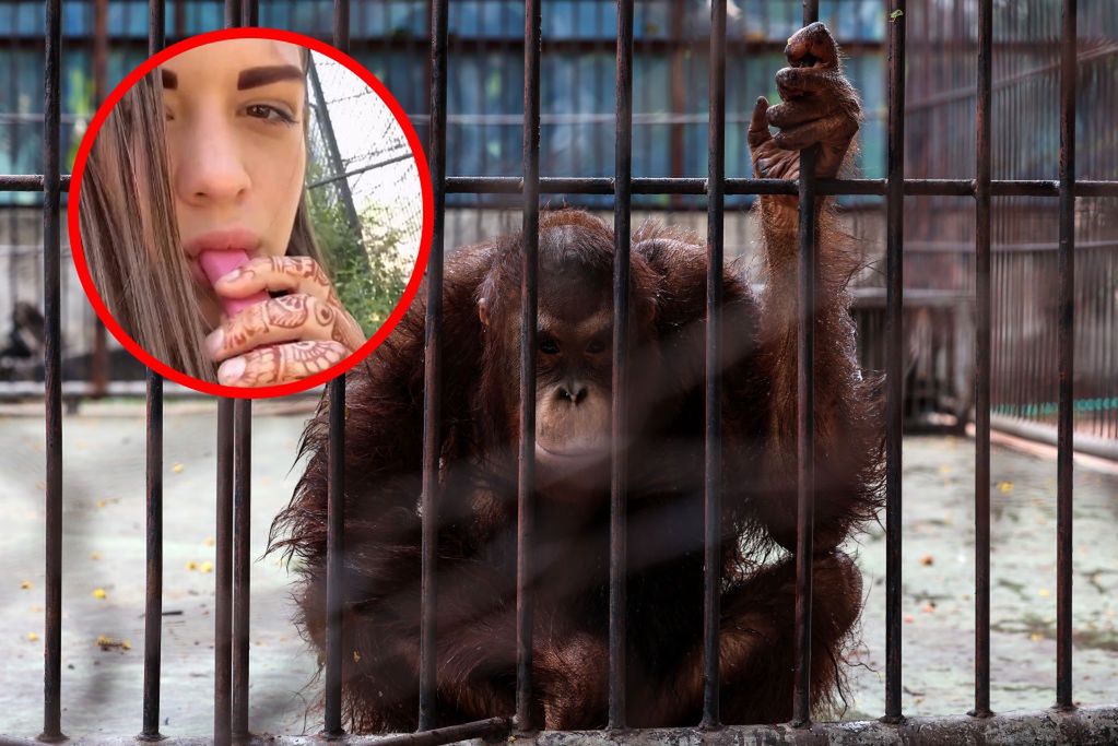 Rosjanka poszła do zoo i wywołała skandal. Jej zachowanie szokuje