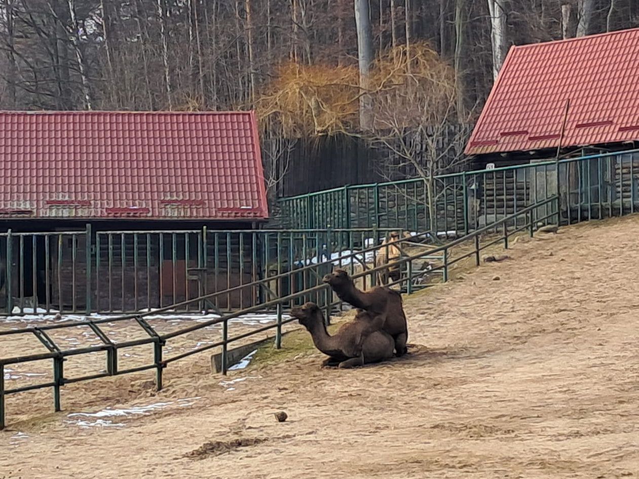 Być może w przyszłym roku ta para doczeka się potomka