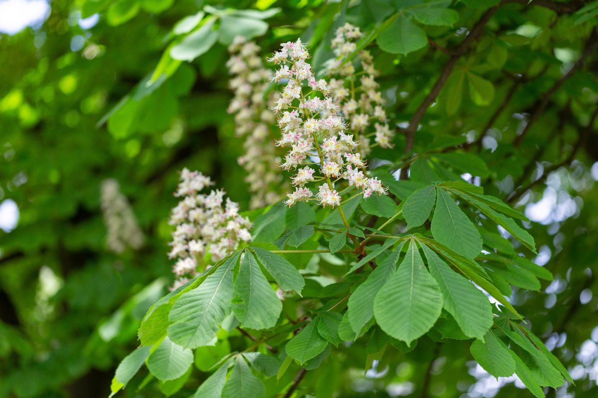 Radom: Zakwitły kasztanowce. Wyjaśniamy to zjawisko przyrodnicze