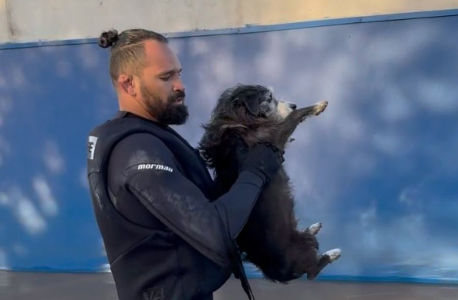 Brazil floods. MMA fighter rescues trapped dogs