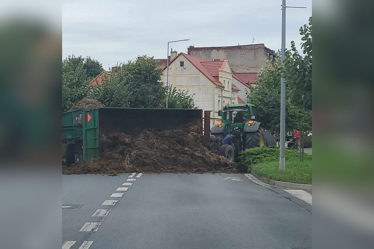 Tony obornika na ulicy w Rawiczu. Rolnik ukarany mandatem