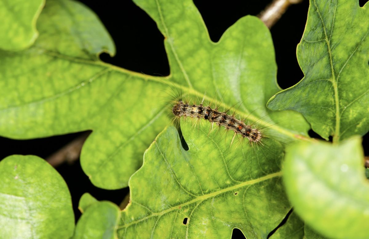 Gąsienica motyla nocnego korowódki dębówki żeruje na dębowych liściach. Trzeba trzymać się od tego osobnika z daleka