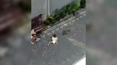 Małpa i próba porwania dziecka. Zaskakujące nagranie