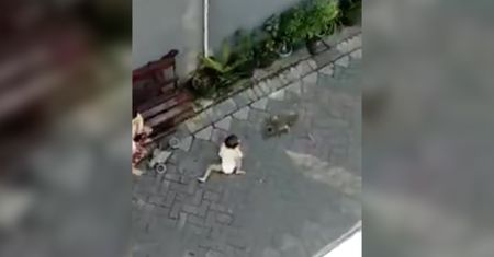 Małpa i próba porwania dziecka. Zaskakujące nagranie