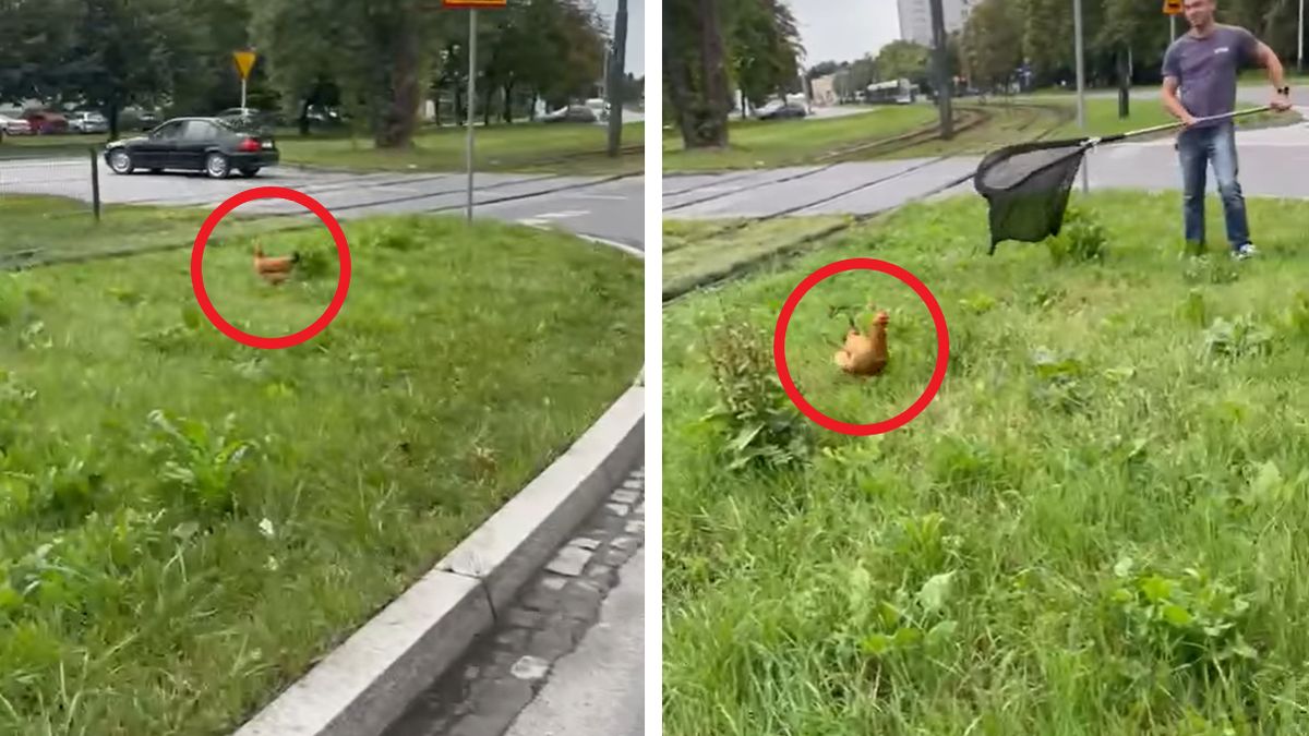 Kura spacerowała po trawniku w centrum miasta