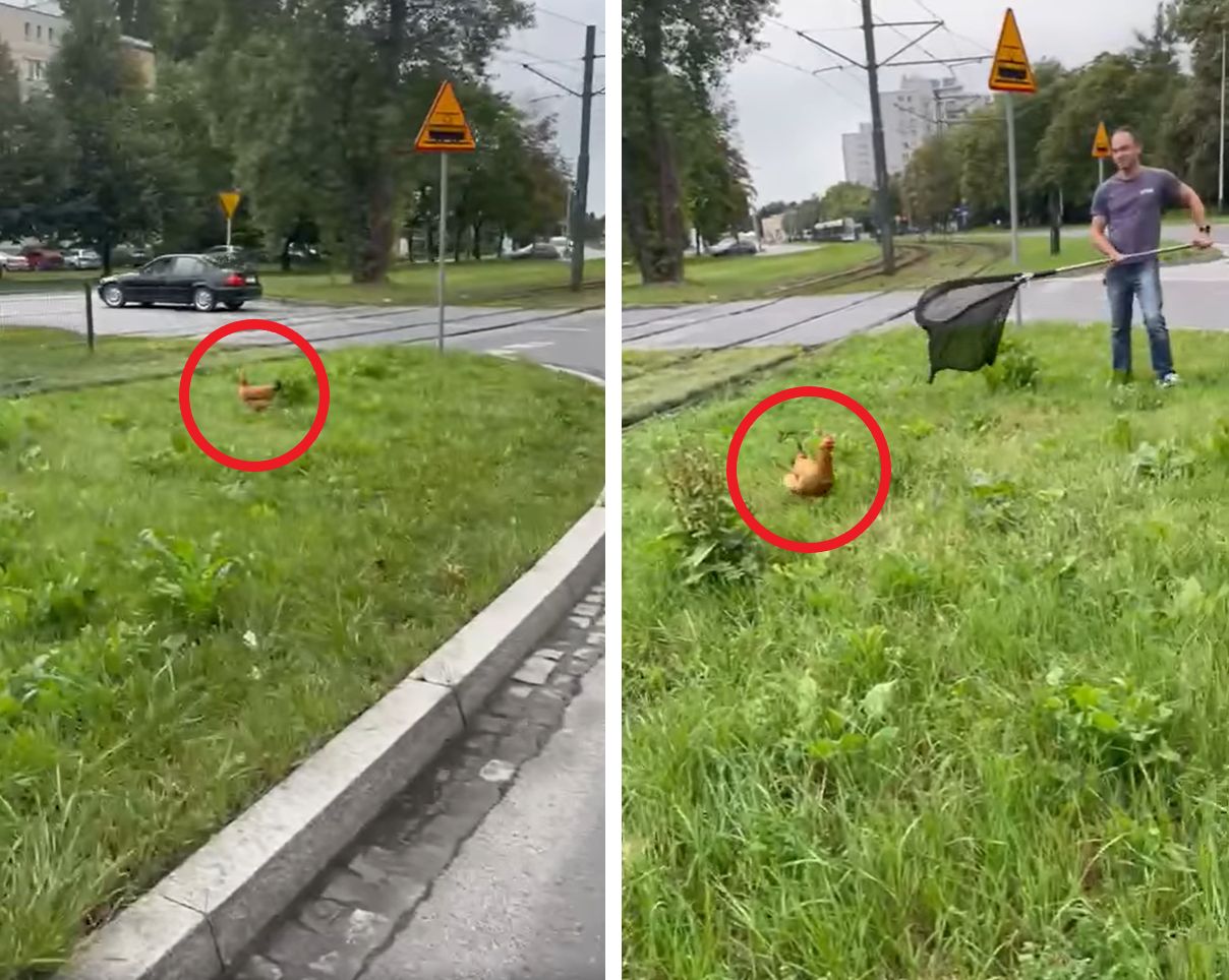 W pogoni za kurą. Pierzasta spacerowiczka na ulicach Krakowa